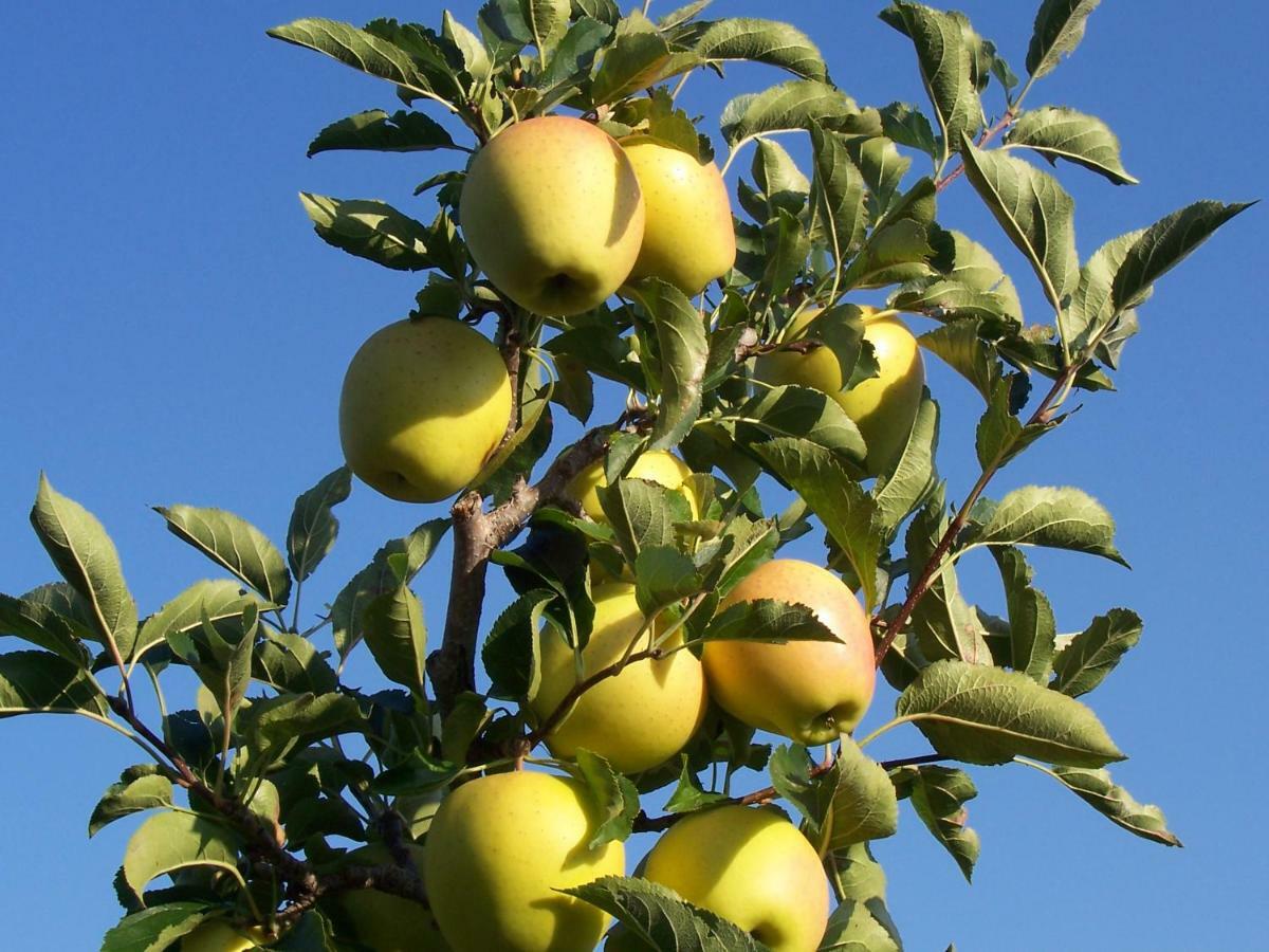 קורטאצ'ה Kerschbamerhof Im Sueden Suedtirols מראה חיצוני תמונה